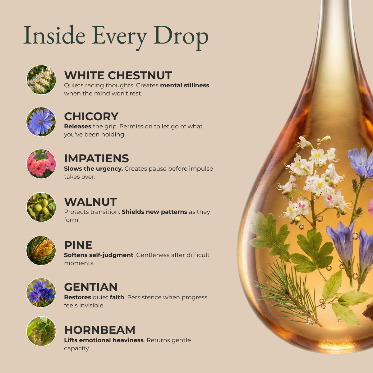 LIMEN™ Emotional Balance Elixir — French Flower Essence Blend